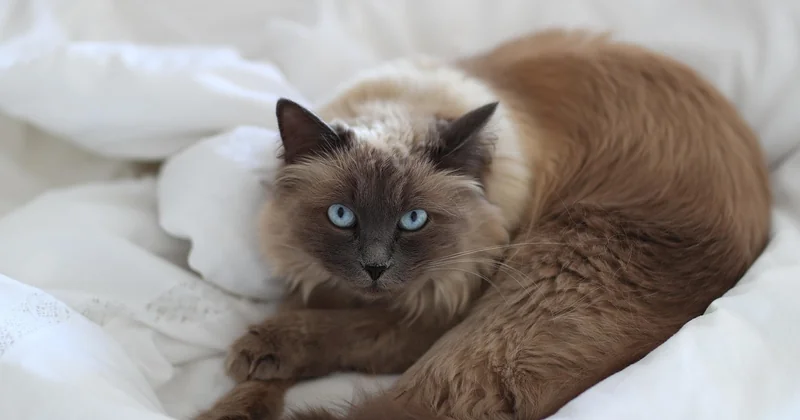 Burma-Katze: Charakter zwischen Anhänglichkeit und Eigenwillen