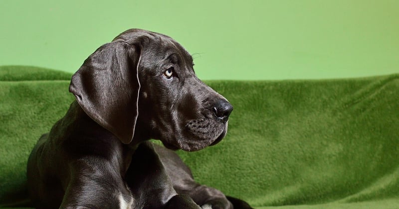Mastino Napoletano: Der sanfte Riese mit starkem Schutzinstinkt