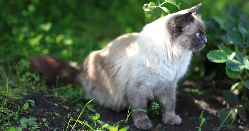 Burma-Katze kaufen: worauf Sie wirklich achten sollten